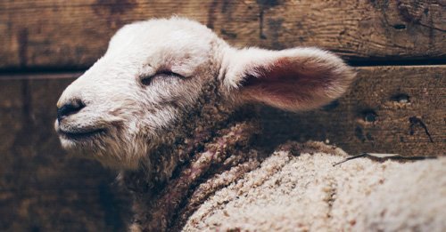 A small lamb closing its eyes, just like in the Psalm 23 meaning