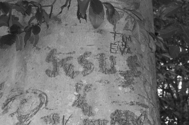 Black and white photo of a tree trunk with the word 