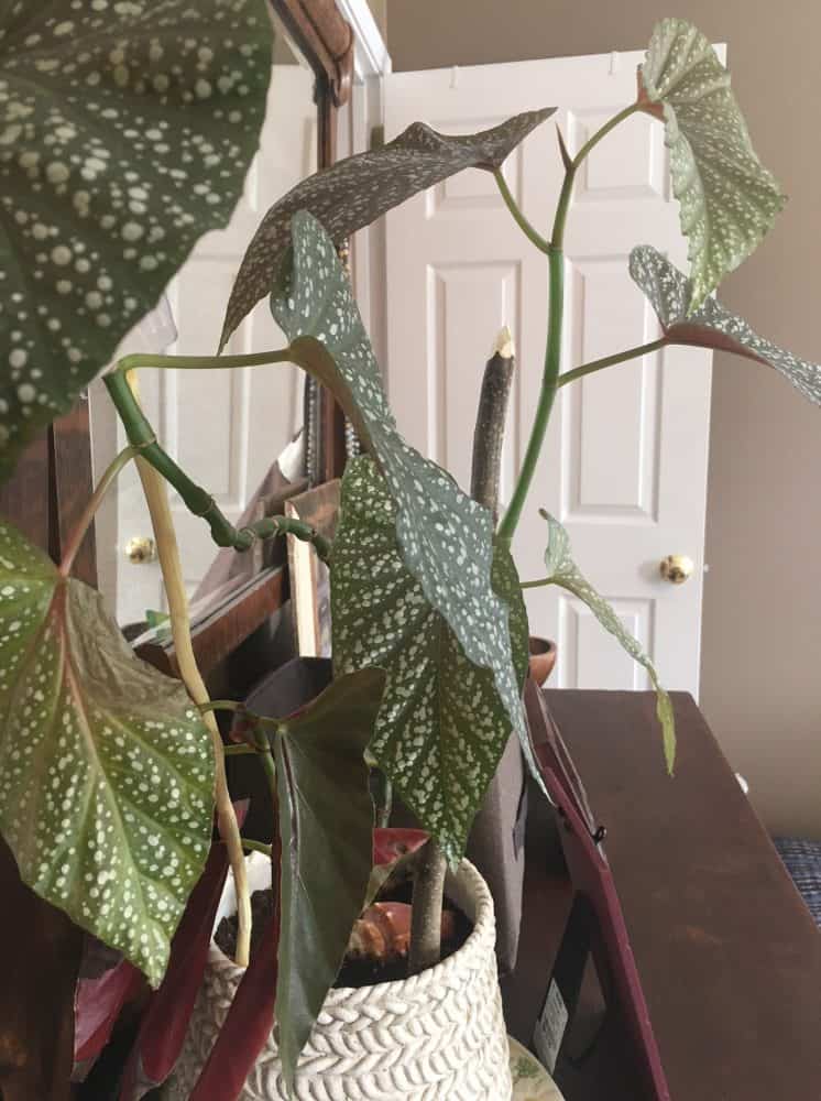 Close-up of an angel wing begonia with lots of spotted leaves.