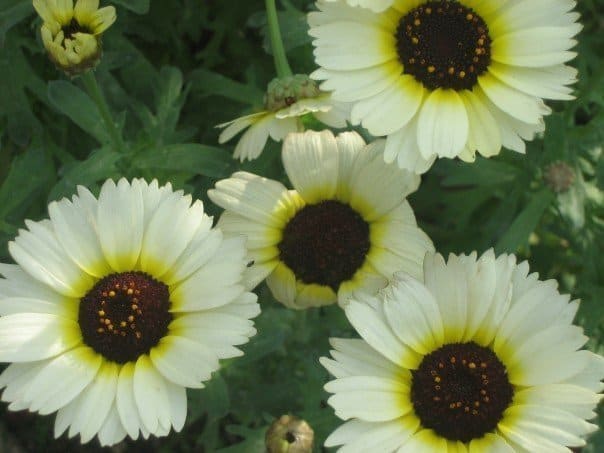 Close-up of white and yellow daisies.