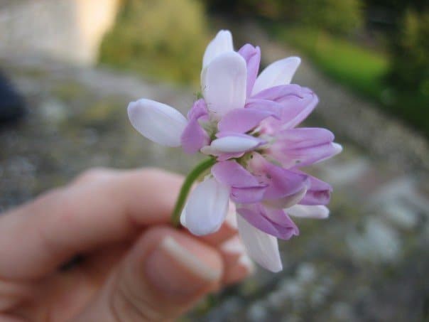 A person holding a pink flower.