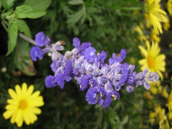 A purple flower blossom with yellow flowers in the background.