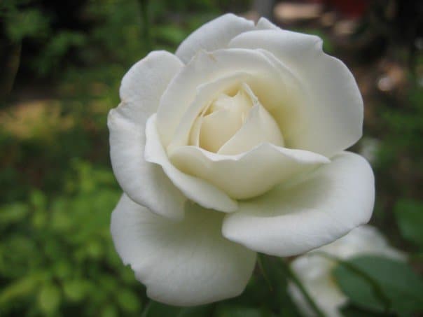 Close-up of a white rose.