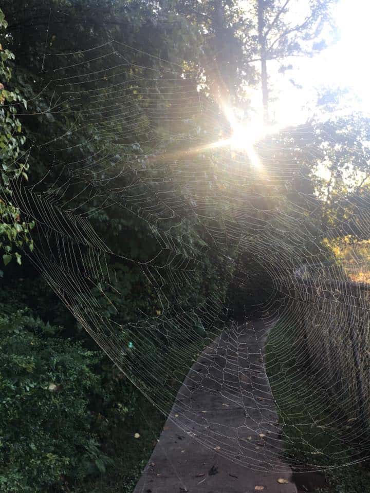 Morning walk on a sunlit path with an intricate spider-web close up.