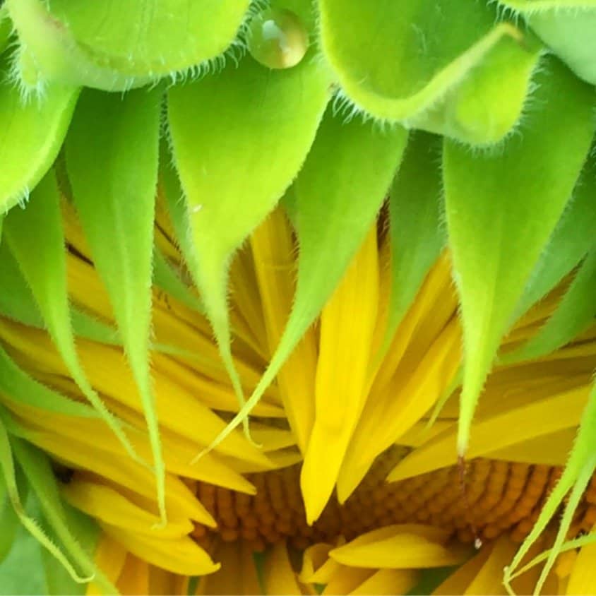 A sunflower about to open with a dew droplet on top.