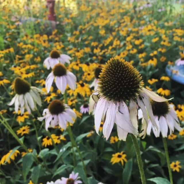 A garden full of yellow and pink wildflowers.