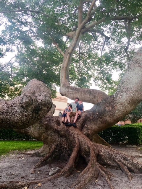 Dad and two boys climb a massive tree during family travel.