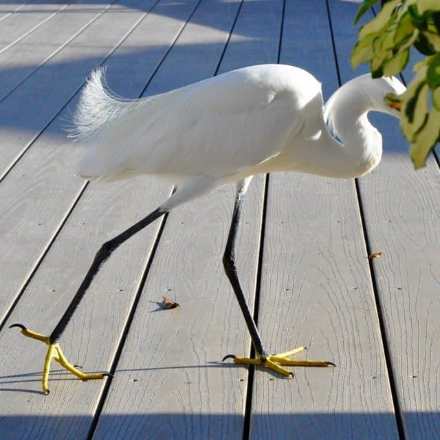 Vacation ideas for kids - bird watching a crane outside