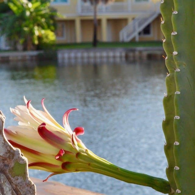 Cactus flower in nature - family travel