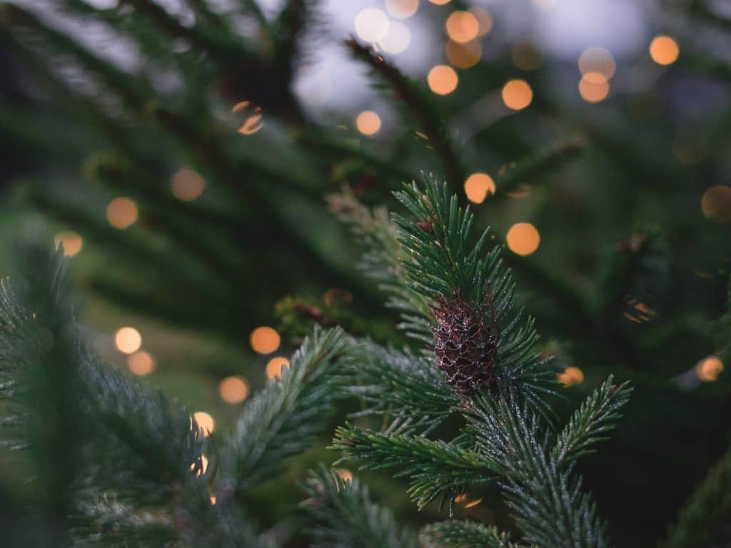 Old fashioned fresh Christmas tree with a pinecone.
