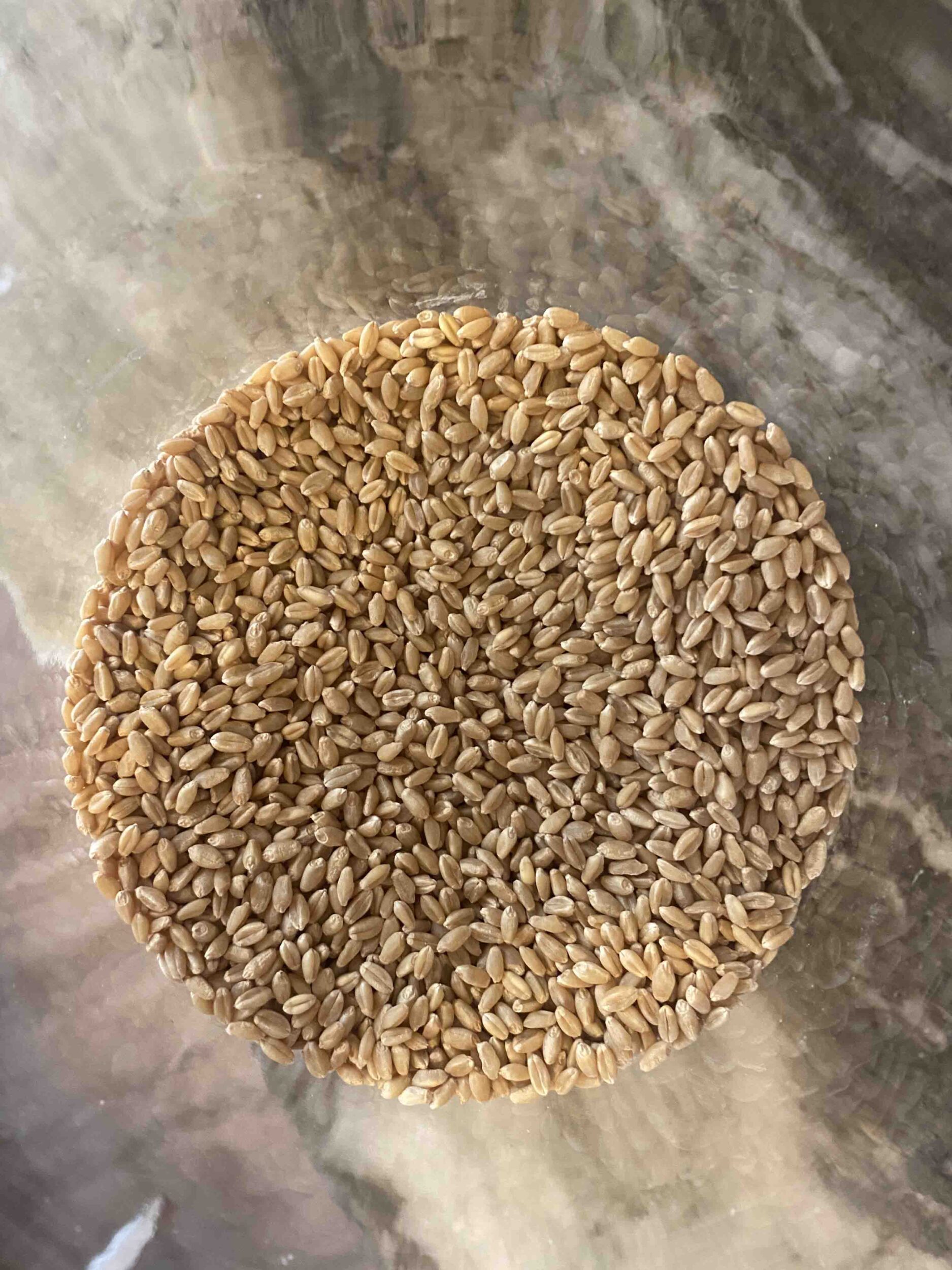 Wheat berries in a glass jar.